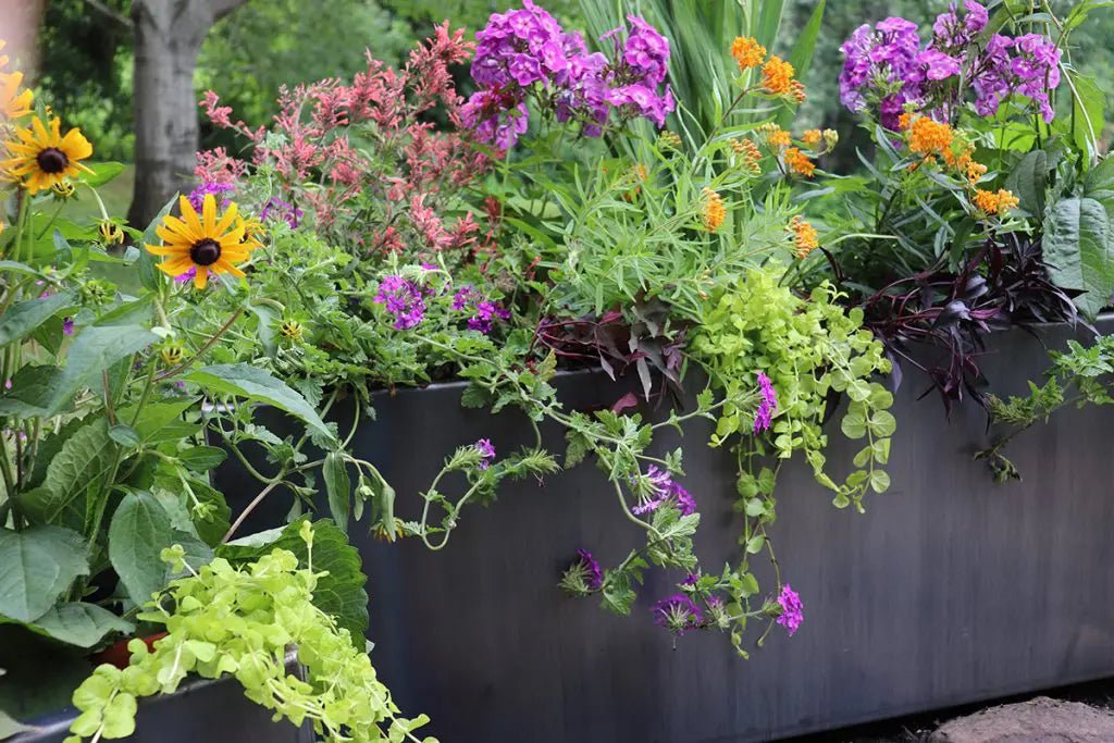 How to Create a Stunning Garden with a Raised Metal Planter Box - Plantercraft
